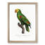 Yellow-Crowned Amazon Parrot by F. Levaillant - Picture Frame Graphic Art Print-55641351-55641350