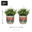 KitchenCraft Seagrass Plant Striped
