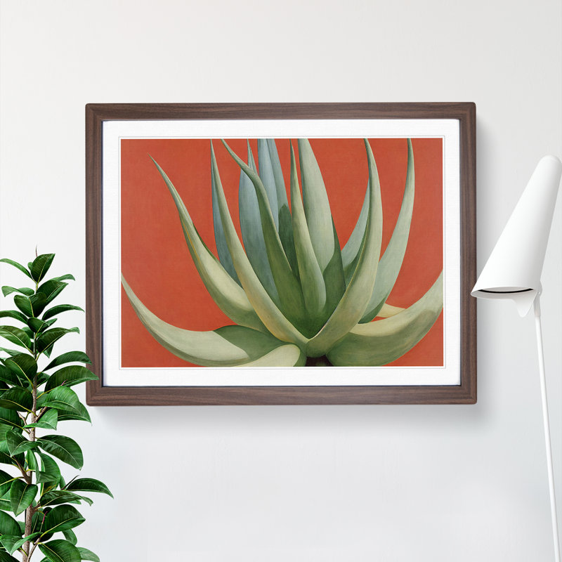 Compelling Aloe Vera Plant - Single Picture Frame Print, Walnut Framed, 34cm H x 46cm W x 2cm D