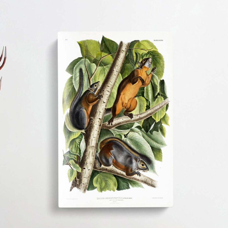 Red-Bellied Squirrels by J.W. Audubon - Wrapped Canvas Print, 50cm H x 35cm W x 3cm D