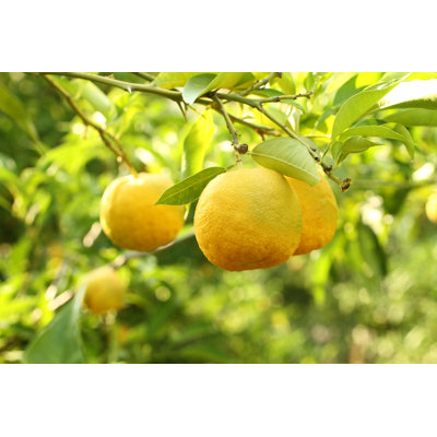 " Japanese Lemon Bush "