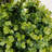 Artificial Two Ball One Tower Boxwood Topiary