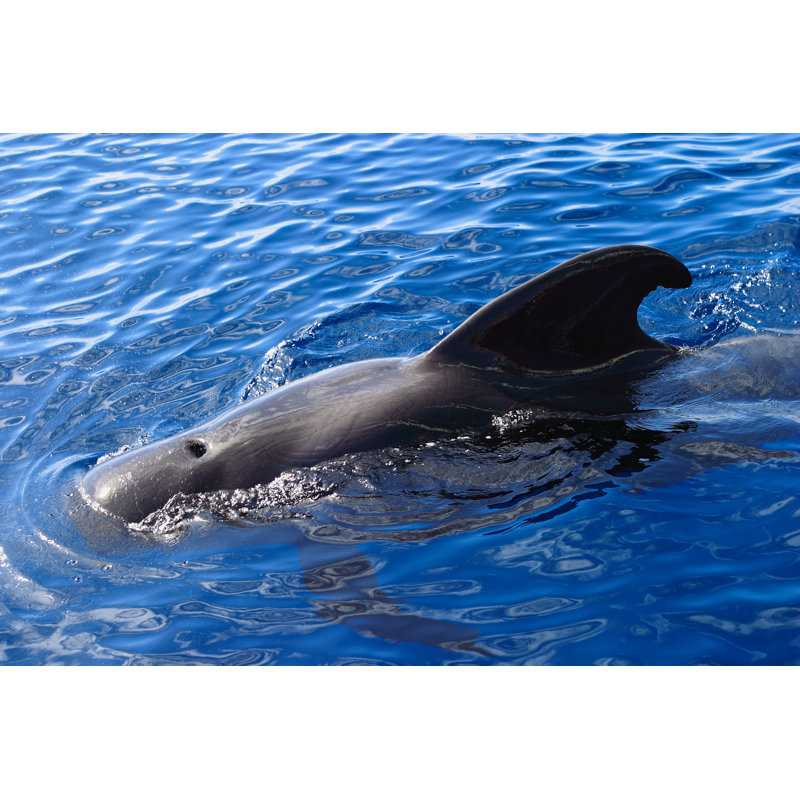 Pilot Whale by Johncopland - Wrapped Canvas Print, 51cm H x 76cm W