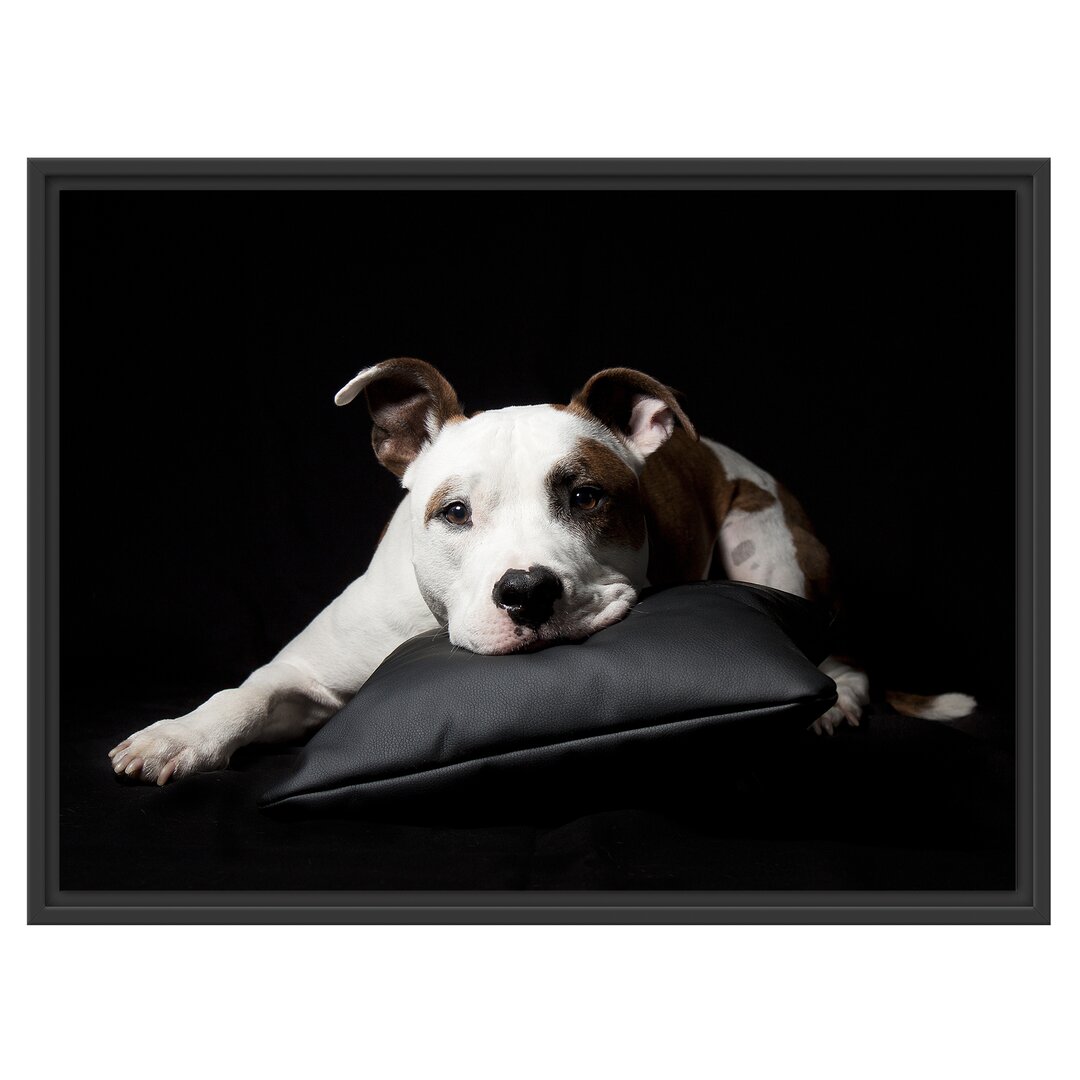 Niedlicher dunkler American Staffordshire Terrier" Gerahmter Fotodruck