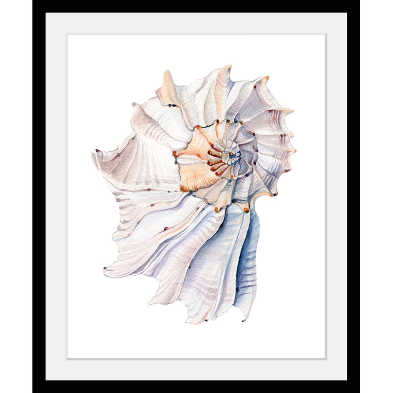 Shell - Single Picture Frame Print