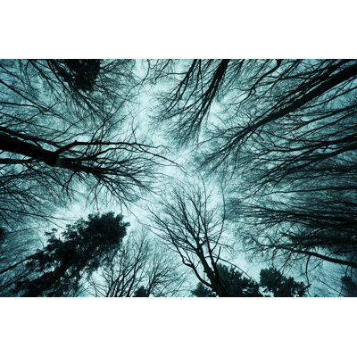 Tall And Spooky Bare Trees by Zodebala - Wrapped Canvas Print