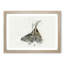 Young Elk in Abstract - Picture Frame Painting Print-55774121-55774126