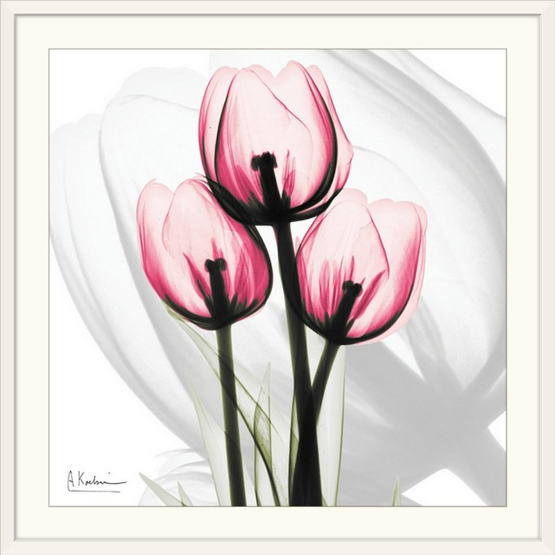 « tulipe x-ray » par albert koetsier,, reproduction de photo, H 28 x l 28 po x P 1 po, Cadre blanc