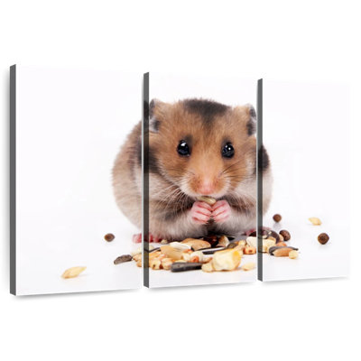 Hamster Eating Nuts And Seeds