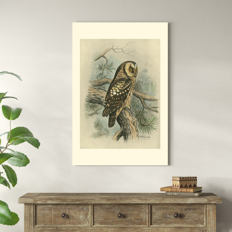 Tengmalms Owl, H 48 po x l 32 po x P 1,25 po