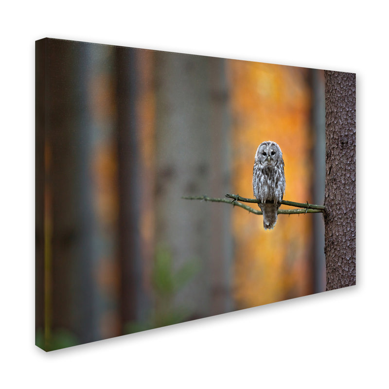 « fauve hibou », reproduction de photo sur toile tendue, H 14 po x l 19 po