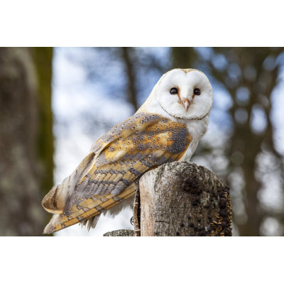 Barn Owl - Wrapped Canvas Print