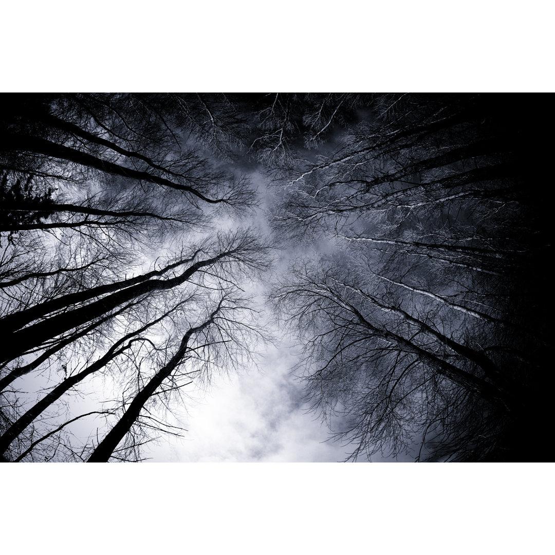 Spooky Forest In Winter von Mollypix - Leinwandbild