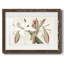 Amaryllis Varietals II-1115834292-1115834296