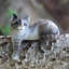 Erhart Watchful Cat Wood Sculpture-1075675405