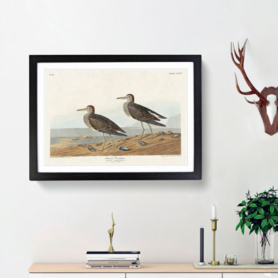Pectoral Sandpipers by John Audubon - Framed Print