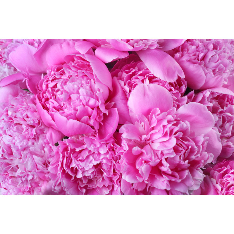 Delmore Pink Peonies - Wrapped Canvas Print, 30cm H x 46cm W x 3.8cm D