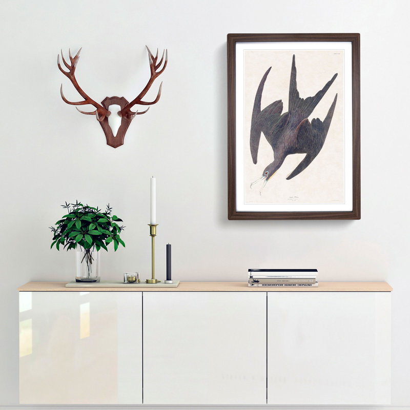 Frigate Pelican by John Audubon - Framed Print, 48cm H x 36cm W x 2cm D, Walnut Framed
