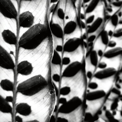 " Leaves And Vines " by Aledanda