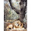 Canterbury Area Rug-72022846