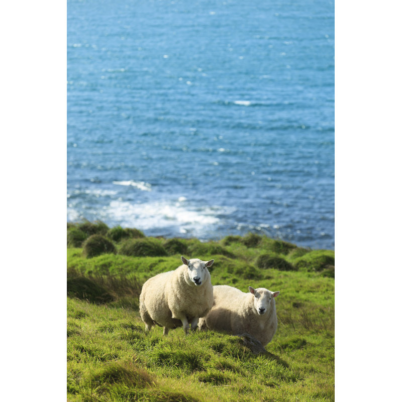 Deux moutons regardant la caméra par Pawel Gaul, H 18 po x l 12 po