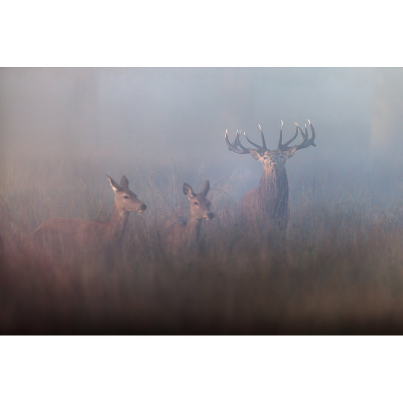 Red Deer par Damiankuzdak, H 24 po x l 36 po