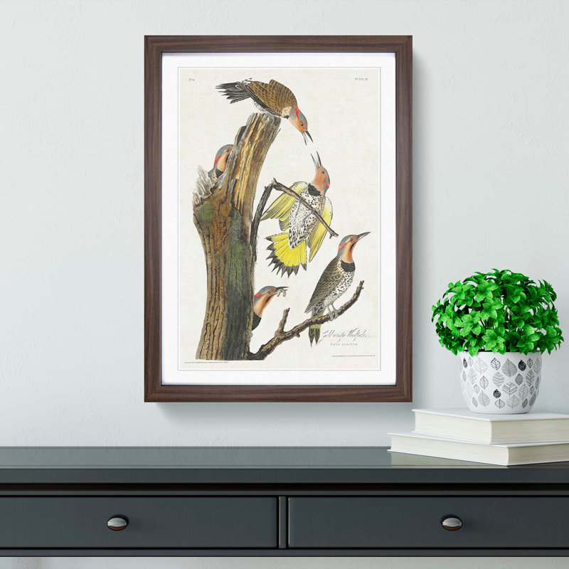 Golden-Winged Woodpecker by John James Audubon - Picture Frame Art Print, Walnut Framed, 36cm H x 27cm W x 2cm D
