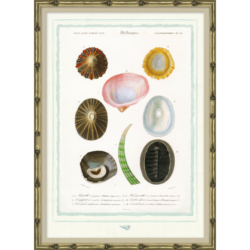 Seashells Giclee Print by Soicher Marin Archives