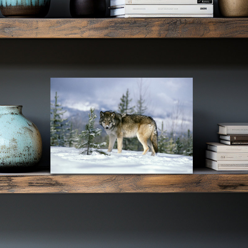 GRAY WOLF Canis Lupus IN WINTER SNOW LOOKING AT CAMERA by T. Ulrich - Wrapped Canvas Print, 30.48 cm H x 45.72 cm W