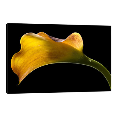 " Mango Calla Lily " by Barry Seidman