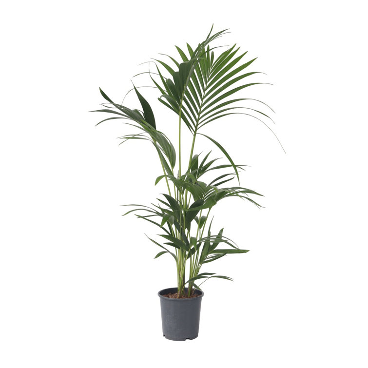 Howea Forsteriana - 100cm - 19cm