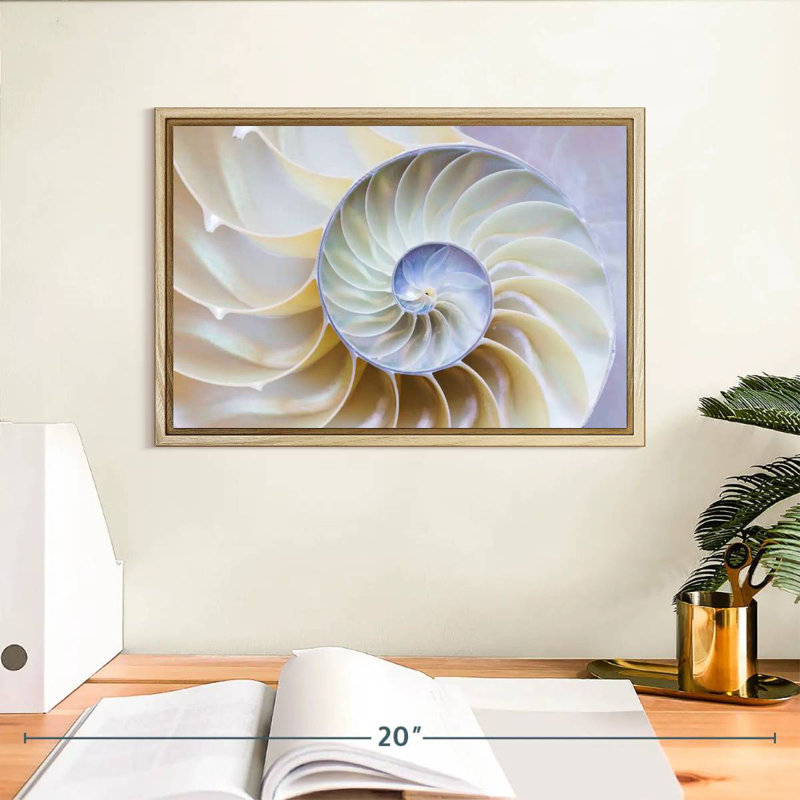 Empty Nautilus Shell, 13" X 9", Floating Frame Natural Wood