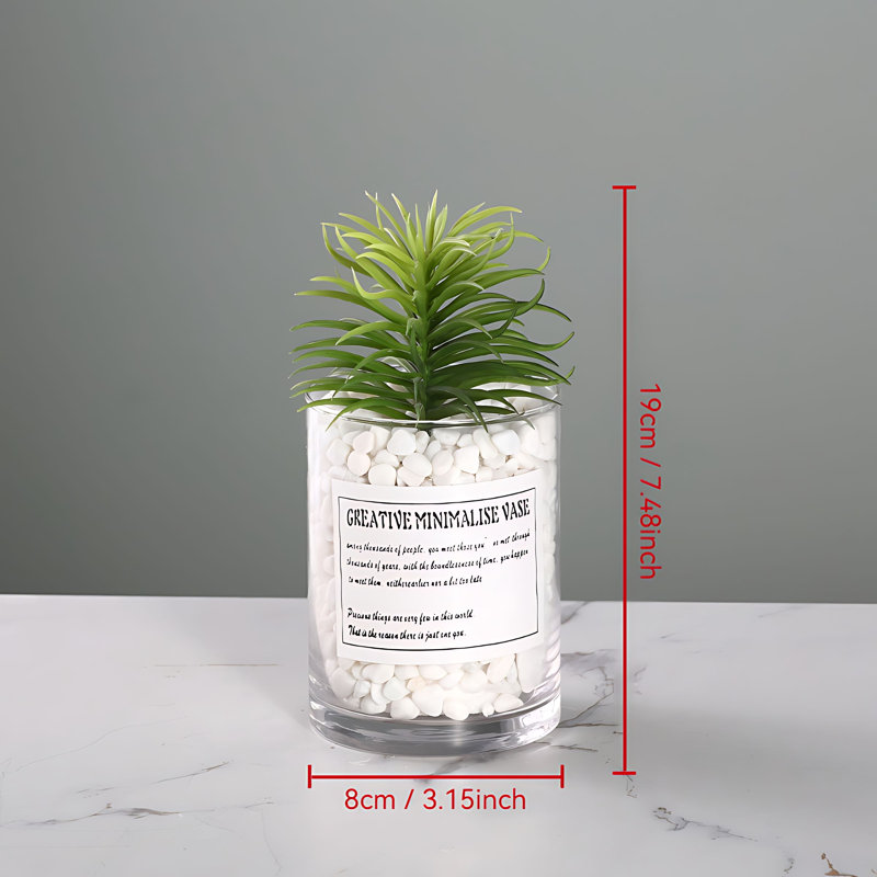 Plante grasse 7,48 po