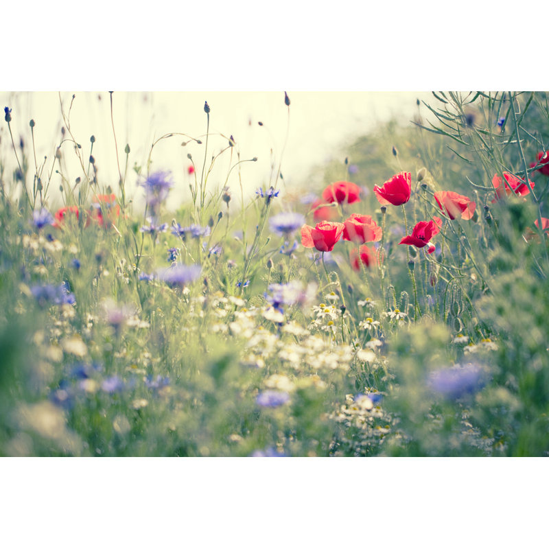 Summer Meadow by Rike_ - Wrapped Canvas Print, 81cm H x 122cm W