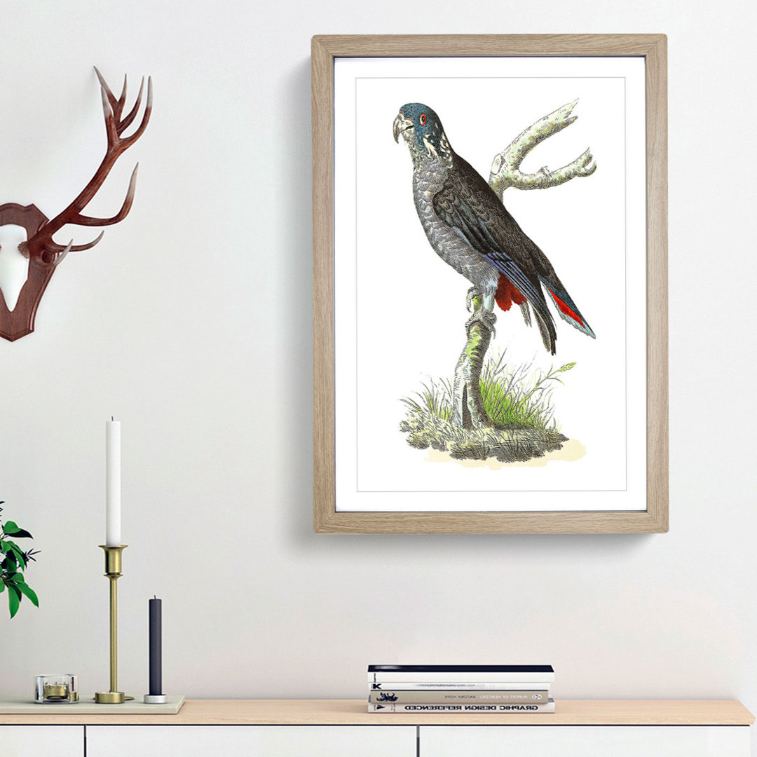 Dusky Parrot by George Shaw - Framed Print