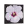 Hibiscus Portrait II by Tim OToole - Gallery-Wrapped Canvas Giclée on Canvas