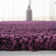 Pimlico Solid Colour Shag Area Rug