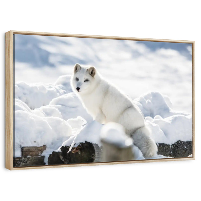 Arctic Fox, 43" X 29", Floating Frame Natural Wood
