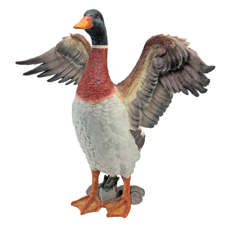 Fier canard colvert