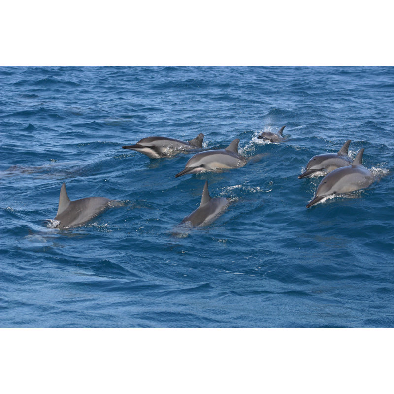 Natural Dolphins In Mauritius by Red-Baron - Wrapped Canvas Print, 61cm H x 91cm W