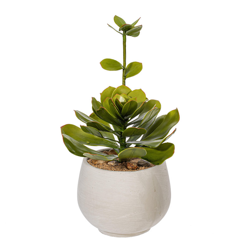 14.5 Plante