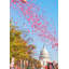 Nats Win! Print by Angela Pan-65827177-65852588
