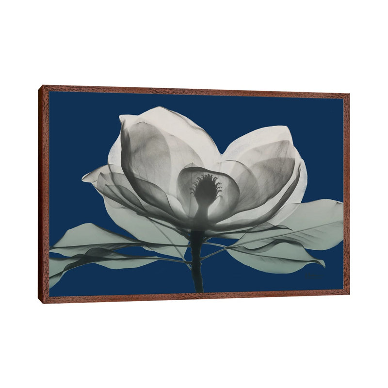 Navy Magnolia I by Albert Koetsier - Gallery-Wrapped Canvas Giclée on Canvas, 66.04 cm H x 45.72 cm W, Classic Wood Framed