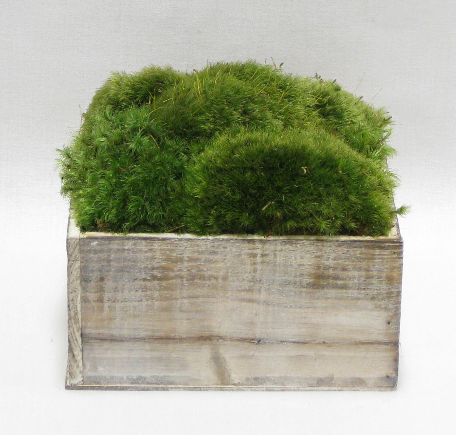 5'' Faux Moss Plant in Planter