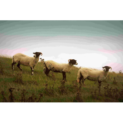 Wooly Friends I