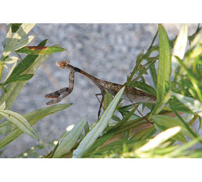 " Praying Mantis " by Jason Pierce