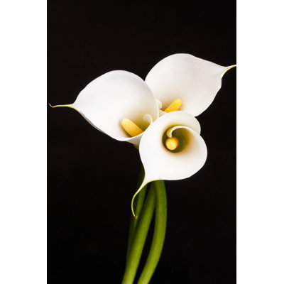 White Calla Lilies - Photographie sur toile tendue