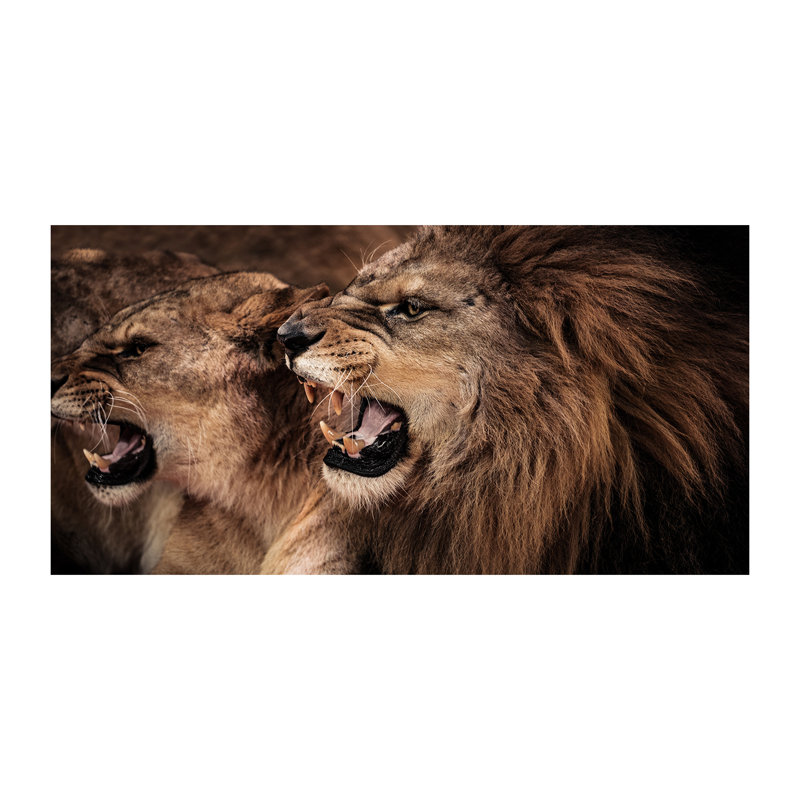 Roaring Lions - No Frame Print on Canvas, 70cm H x 140cm W x 2cm D, Canvas