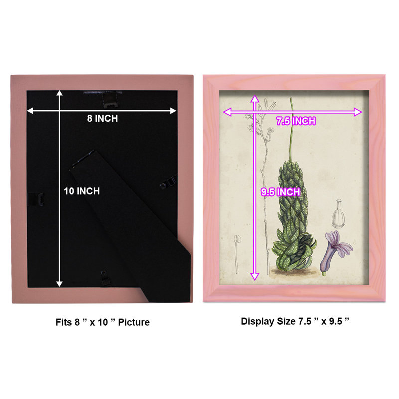 Antique Cactus IV, reproduction encadrée sur papier, H 11 po x l 9 po x P 1 po, Rose
