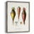 Fruit & Vegetable Varieties VI Framed Print - Solid Wood-1808077222